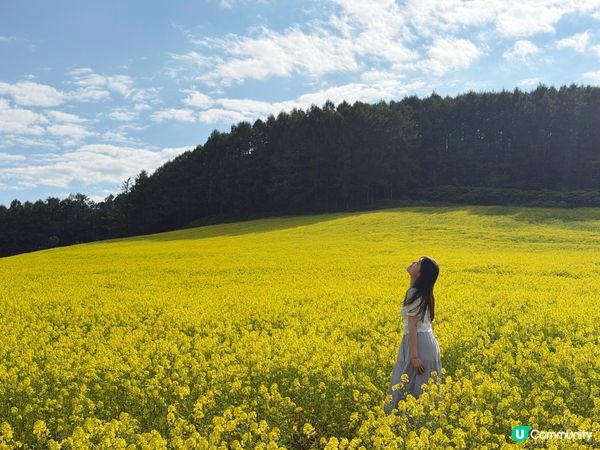 【富良野免費花海】一人包場任影!自駕必去秘境🚗 🌼