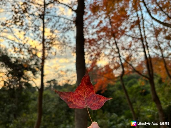 大棠🍁🍁