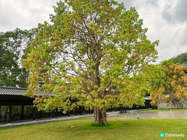 大埔打卡寺廟！慈山寺