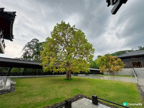 大埔打卡寺廟！慈山寺