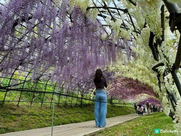 2024福岡紫藤花開！河內藤園極美！