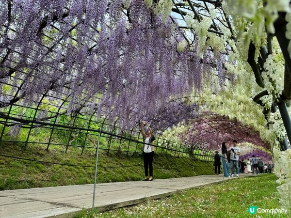 2024福岡紫藤花開！河內藤園極美！