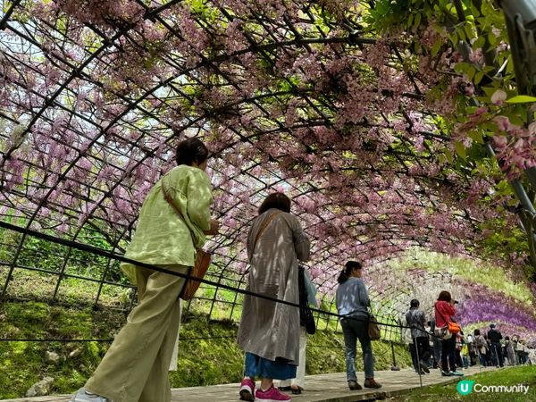 2024福岡紫藤花開！河內藤園極美！