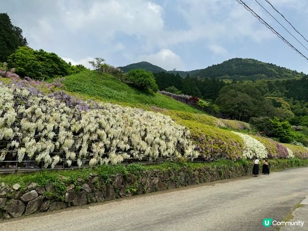 2024福岡紫藤花開！河內藤園極美！