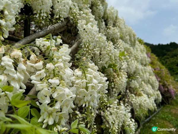 2024福岡紫藤花開！河內藤園極美！