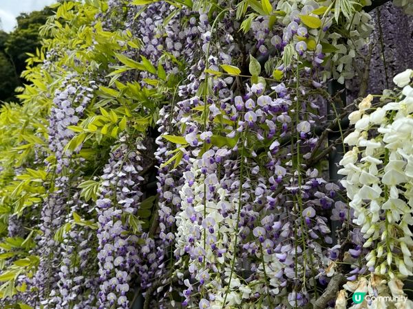 2024福岡紫藤花開！河內藤園極美！