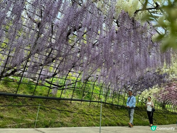 2024福岡紫藤花開！河內藤園極美！