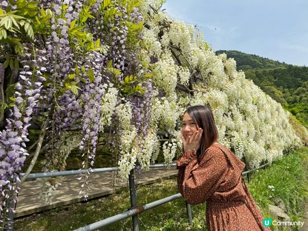 2024福岡紫藤花開！河內藤園極美！