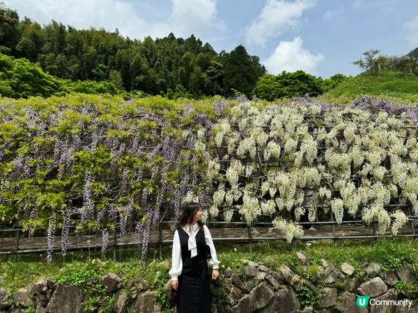 2024福岡紫藤花開！河內藤園極美！