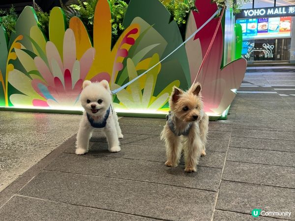 回頭率100%。佢哋係咪真既定係公仔。各位覺得？