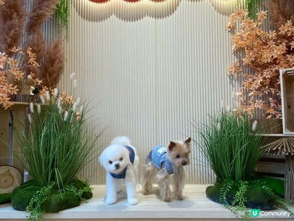 回頭率100%。佢哋係咪真既定係公仔。各位覺得？