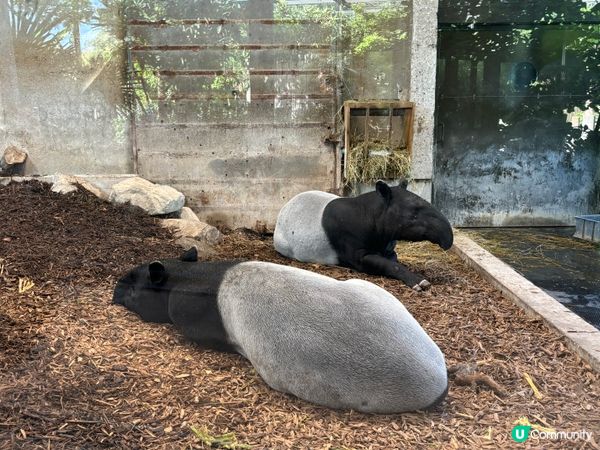 動植物公園法國版 【金頭公園】🐿️🦝🫎🐐🦆