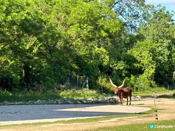 動植物公園法國版 【金頭公園】🐿️🦝🫎🐐🦆