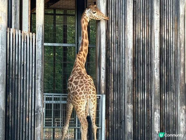 動植物公園法國版 【金頭公園】🐿️🦝🫎🐐🦆