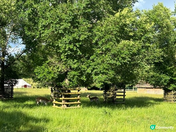 動植物公園法國版 【金頭公園】🐿️🦝🫎🐐🦆
