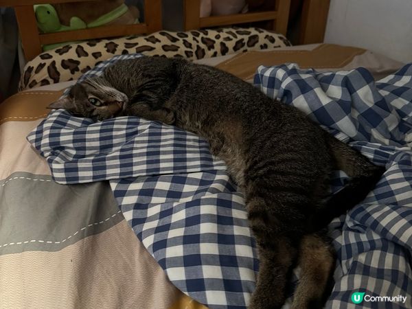 傻炳，灰色唐貓，毛茸茸柔軟可愛，喜歡玩耍睡覺，友善獨立性強，...