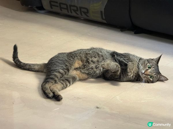 傻炳，灰色唐貓，毛茸茸柔軟可愛，喜歡玩耍睡覺，友善獨立性強，...