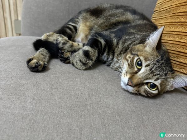 你可以成日扮靚樣比你影嫁?幫手影product 都完全冇問題...