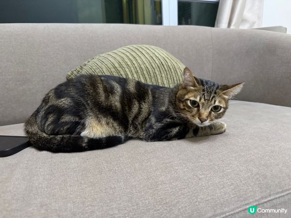 你可以成日扮靚樣比你影嫁?幫手影product 都完全冇問題...