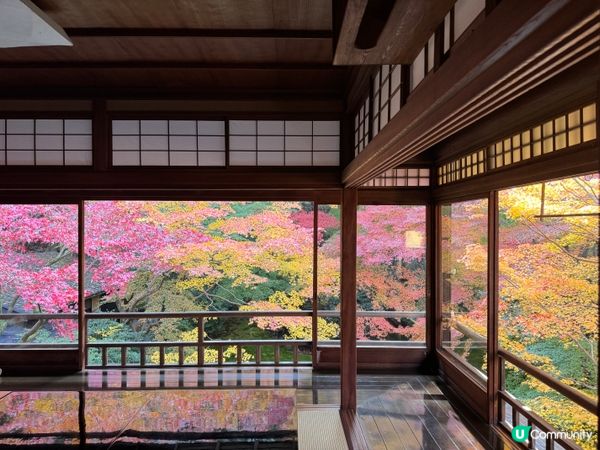 紅葉季必去嘅琉璃光院🍁