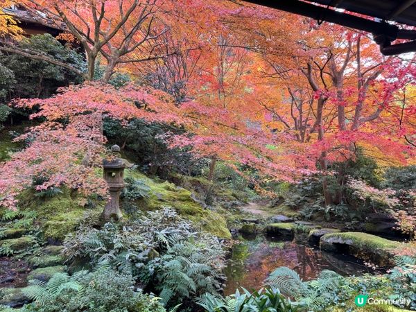 紅葉季必去嘅琉璃光院🍁