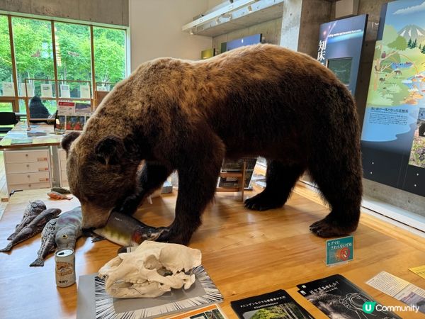 北海道親子景點🤭可以觸摸棕熊、鹿大型標本🦌