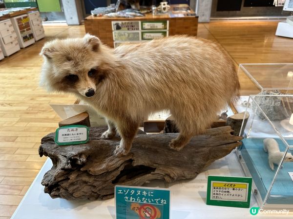 北海道親子景點🤭可以觸摸棕熊、鹿大型標本🦌