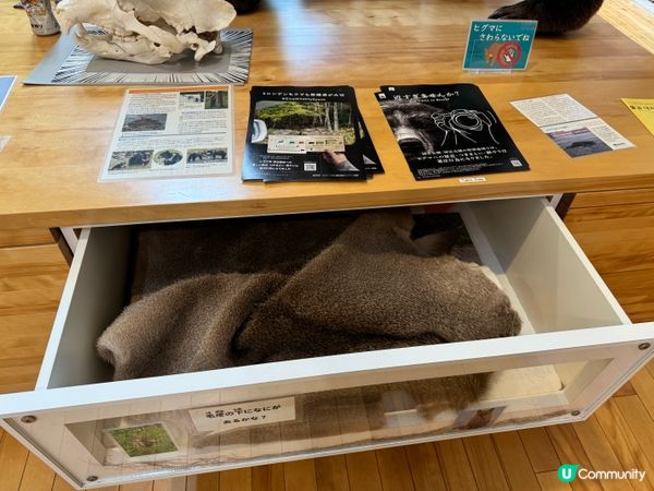 北海道親子景點🤭可以觸摸棕熊、鹿大型標本🦌