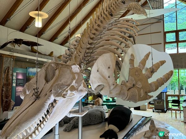 北海道親子景點🤭可以觸摸棕熊、鹿大型標本🦌