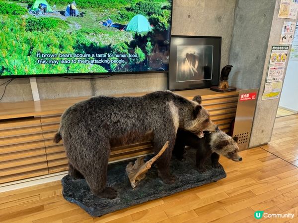 北海道親子景點🤭可以觸摸棕熊、鹿大型標本🦌