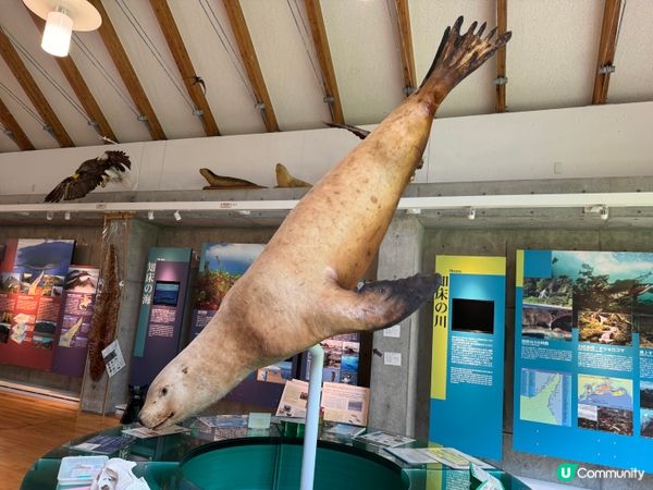 北海道親子景點🤭可以觸摸棕熊、鹿大型標本🦌