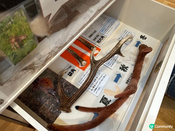 北海道親子景點🤭可以觸摸棕熊、鹿大型標本🦌