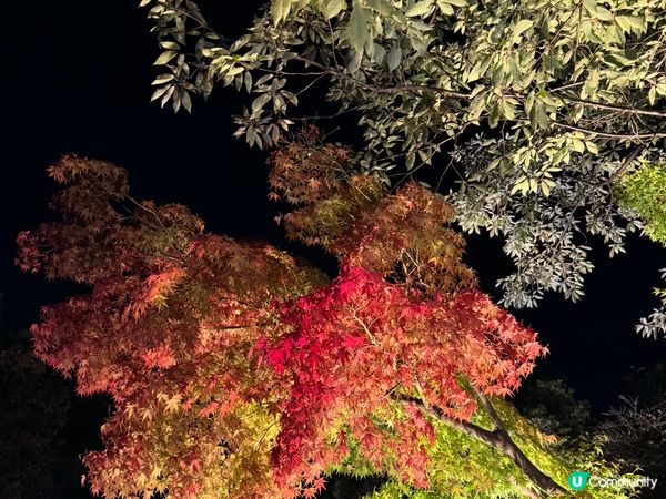 名古屋名花之里燈光秀✨！冬日限定光影盛宴！名古屋親子遊👶🏻