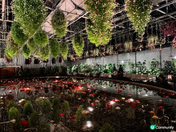 名古屋名花之里燈光秀✨！冬日限定光影盛宴！名古屋親子遊👶🏻