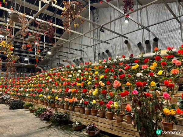 名古屋名花之里燈光秀✨！冬日限定光影盛宴！名古屋親子遊👶🏻