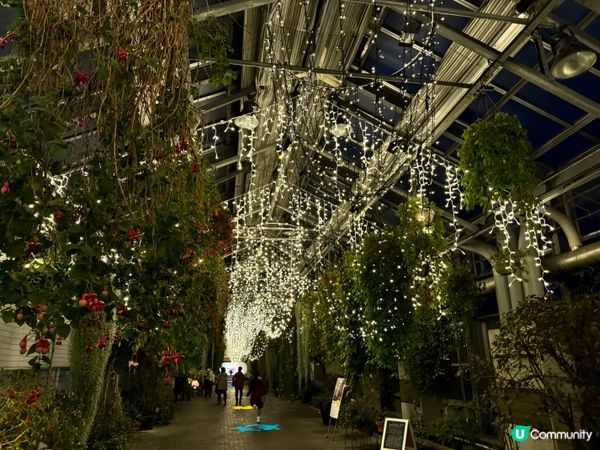 名古屋名花之里燈光秀✨！冬日限定光影盛宴！名古屋親子遊👶🏻