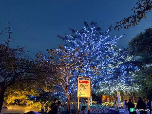 名古屋名花之里燈光秀✨！冬日限定光影盛宴！名古屋親子遊👶🏻