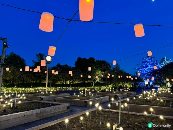 名古屋名花之里燈光秀✨！冬日限定光影盛宴！名古屋親子遊👶🏻