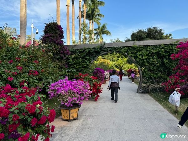 深圳花展打卡必去，高顏值漫步路線  