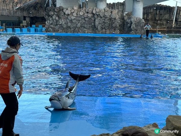 名古屋水族館🌊！虎鯨海豚show🐬！