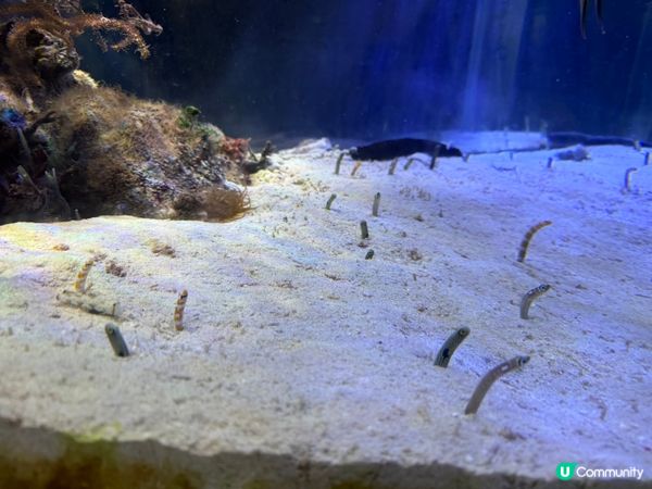 名古屋水族館🌊！虎鯨海豚show🐬！