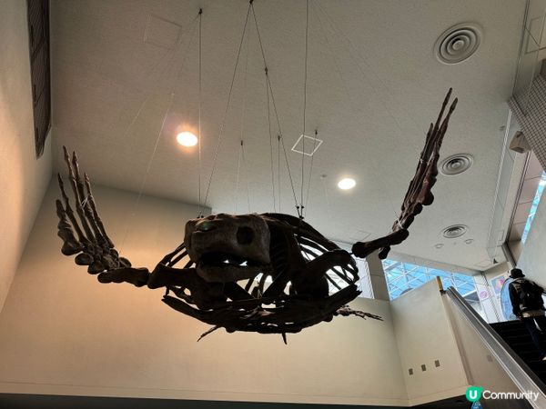 名古屋水族館🌊！虎鯨海豚show🐬！