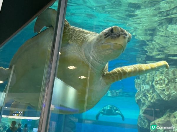名古屋水族館🌊！虎鯨海豚show🐬！