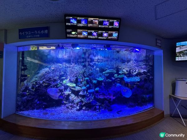 名古屋水族館🌊！虎鯨海豚show🐬！