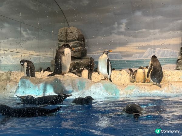 名古屋水族館🌊！虎鯨海豚show🐬！