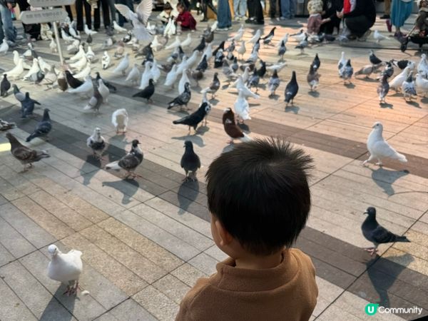 深圳內的米蘭小鎮😍搶眼葡萄牙電車😎打卡攻略！🇪🇺✨