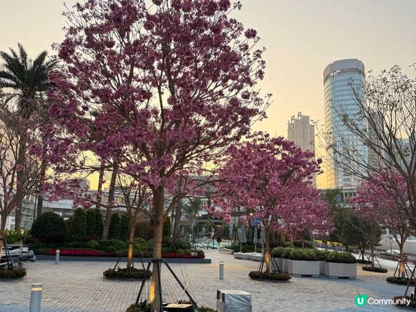 花開富貴過新年😛🌸🌸🌸