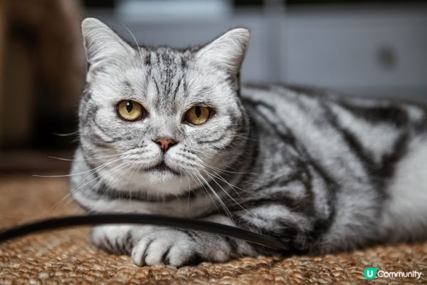 每晚三點鐘準時開夜場，追住自己條尾跑。#主子SPATime