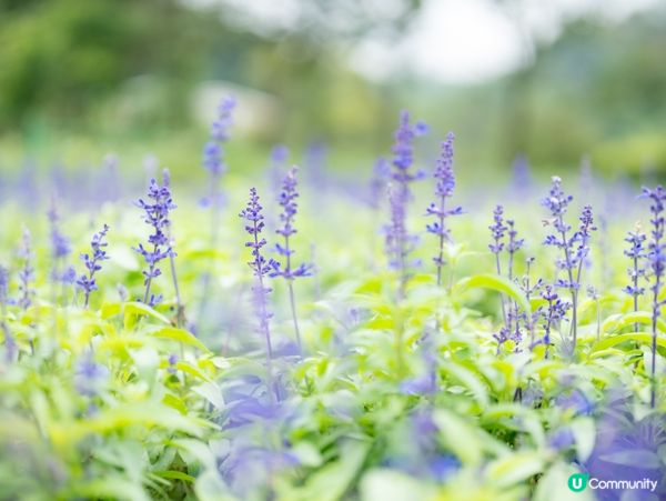 廣州石門森林公園，自駕遊必去！🌳🚗