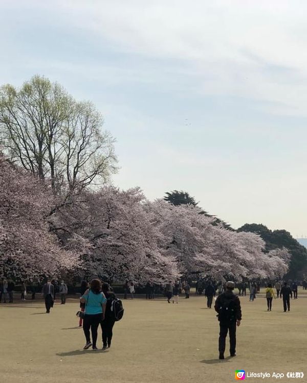 #求好旅友 賞櫻行